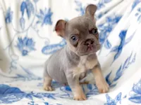 Jade Akc lilac and tan, a male French Bulldog for sale in Fort Worth, TX – Photo 2 of 5