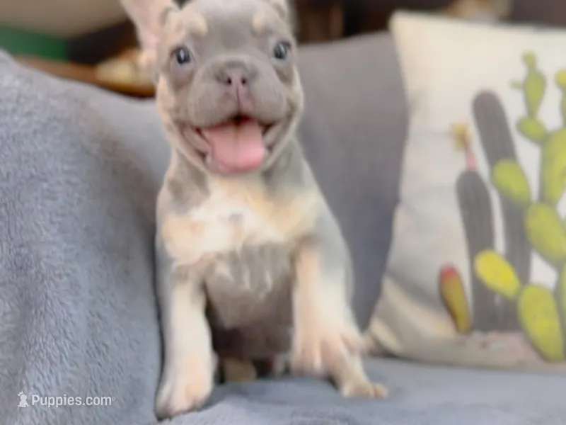 Jade Akc lilac and tan – French Bulldog puppy for sale in Fort Worth, TX