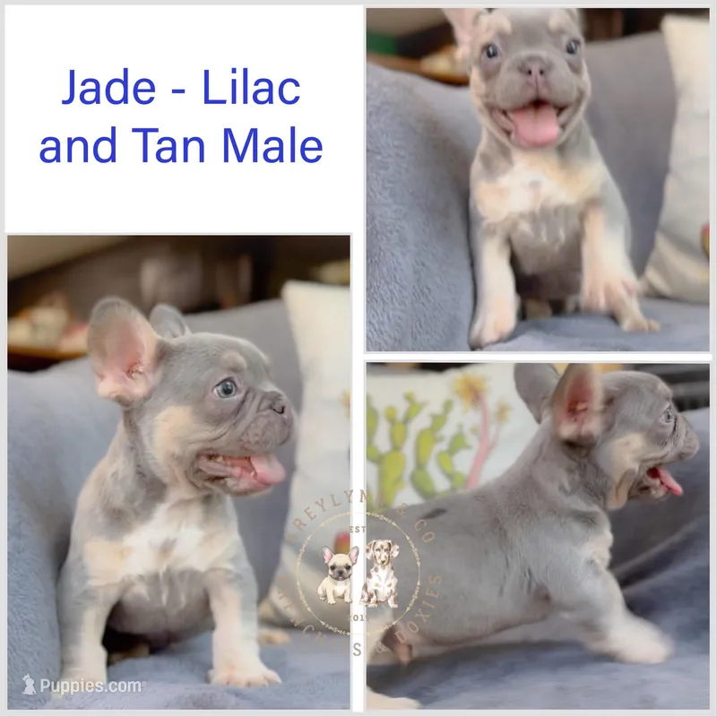 Jade Akc lilac and tan – French Bulldog puppy for sale in Fort Worth, TX