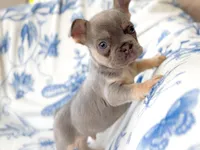 Jade Akc lilac and tan, a male French Bulldog for sale in Fort Worth, TX – Photo 1 of 5