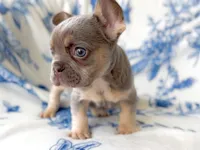 Jade Akc lilac and tan, a male French Bulldog for sale in Fort Worth, TX – Photo 5 of 5