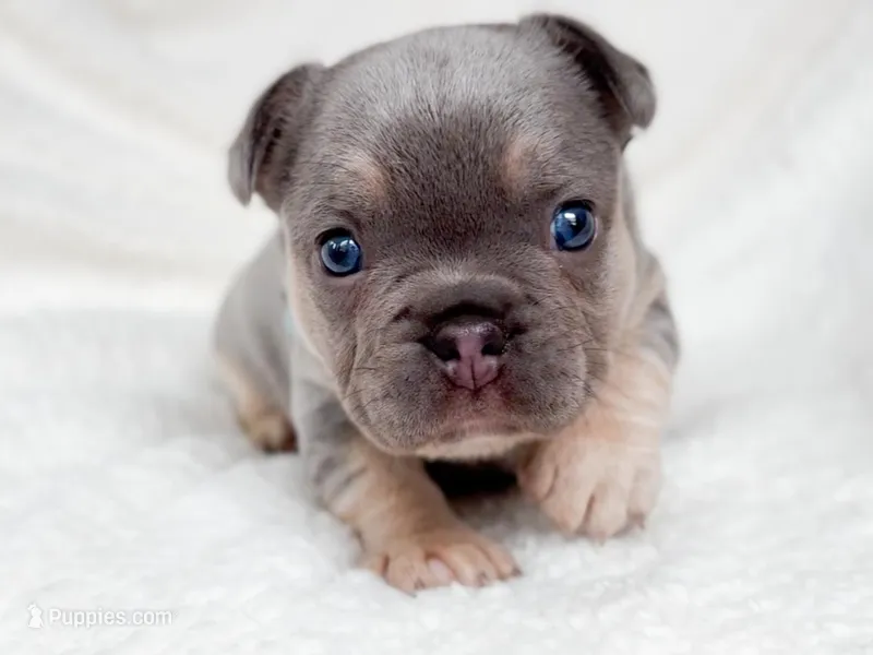 Jade Akc lilac and tan – French Bulldog puppy for sale in Fort Worth, TX