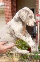 Violet Lilac Merle, a female Great Dane for sale in Fort Worth, TX – Photo 2 of 4