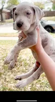 Violet Lilac Merle, a female Great Dane for sale in Fort Worth, TX – Photo 3 of 4