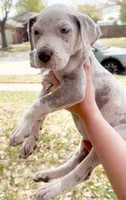 Violet Lilac Merle, a female Great Dane for sale in Fort Worth, TX – Photo 1 of 4