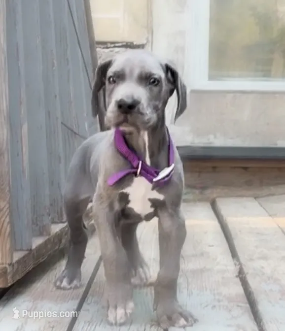 Dionis  – Great Dane puppy for sale in Fort Worth, TX