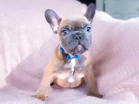 Blue Fawn Akc, a male French Bulldog for sale in Fort Worth, TX – Photo 4 of 4