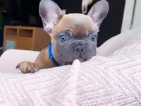 Blue Fawn Akc, a male French Bulldog for sale in Fort Worth, TX – Photo 2 of 4