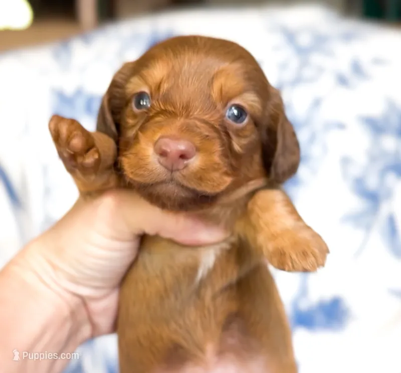 Cocoa LH AKC Male – Miniature Dachshund puppy for sale in Fort Worth, TX
