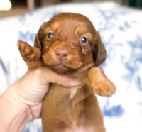 Cocoa LH AKC Male, a male Miniature Dachshund for sale in Fort Worth, TX – 3 of 5