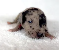 Rose, a female Great Dane for sale in Fort Worth, TX – Photo 4 of 4