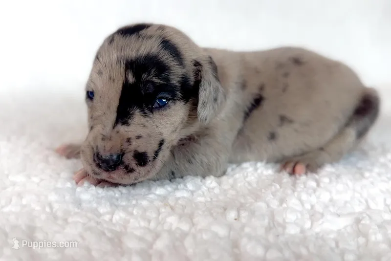 Rose, a female Great Dane for sale in Fort Worth, TX – Photo 1 of 4