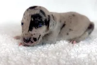 Rose, a female Great Dane for sale in Fort Worth, TX – Photo 1 of 4