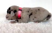 Rose, a female Great Dane for sale in Fort Worth, TX – Photo 3 of 4