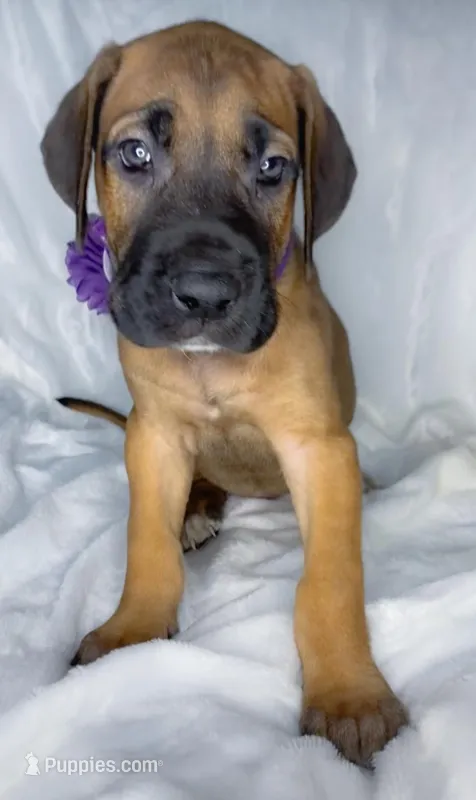 Eclipse akc, a female Great Dane for sale in Fort Worth, TX – Photo 1 of 4