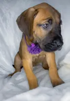 Eclipse akc, a female Great Dane for sale in Fort Worth, TX – Photo 2 of 4