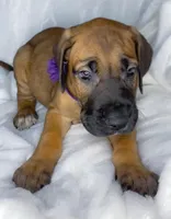 Eclipse akc, a female Great Dane for sale in Fort Worth, TX – Photo 4 of 4