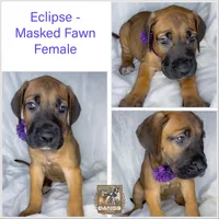 Eclipse akc, a female Great Dane for sale in Fort Worth, TX – Photo 3 of 4