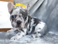 Lemon  , a female French Bulldog for sale in Fort Worth, TX – 1 of 5