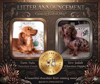 Mocha LH Akc Male Dapple, a male Miniature Dachshund for sale in Fort Worth, TX – 3 of 5