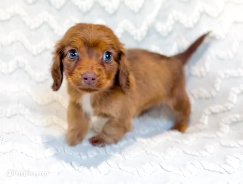 Cocoa LH AKC Male – Miniature Dachshund puppy for sale in Fort Worth, TX