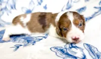 Mocha LH Akc Male Dapple, a male Miniature Dachshund for sale in Fort Worth, TX – 5 of 5