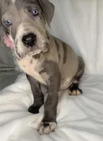 Cloud, a female Great Dane for sale in Fort Worth, TX – Photo 3 of 4