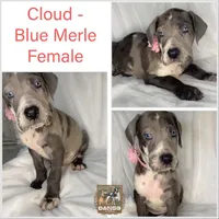 Cloud, a female Great Dane for sale in Fort Worth, TX – Photo 4 of 4