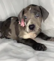 Cloud, a female Great Dane for sale in Fort Worth, TX – Photo 2 of 4