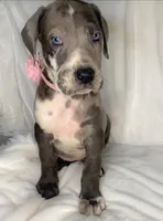 Cloud, a female Great Dane for sale in Fort Worth, TX – Photo 1 of 4