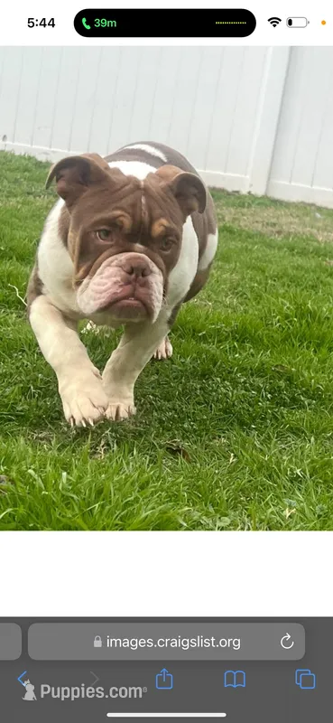 Deklan Akc, a male English Bulldog for sale in Fort Worth, TX – Photo 1 of 2