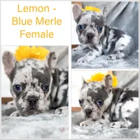 Lemon  , a female French Bulldog for sale in Fort Worth, TX – 5 of 5