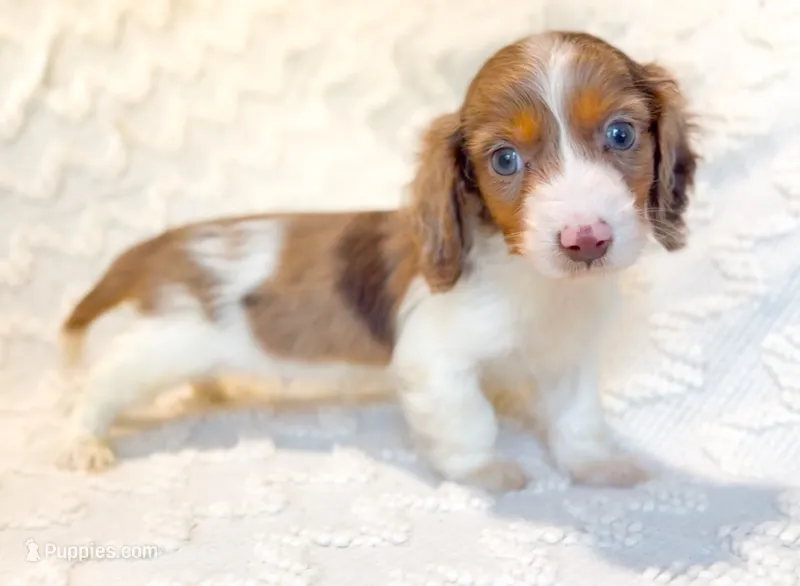 Mocha LH Akc Male Dapple – Miniature Dachshund puppy for sale in Fort Worth, TX