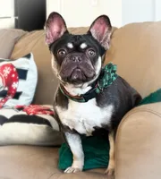 Rhosyn AKC , a female French Bulldog for sale in Fort Worth, TX – Photo 1 of 3