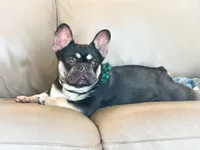 Rhosyn AKC , a female French Bulldog for sale in Fort Worth, TX – Photo 3 of 3