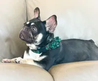 Rhosyn AKC , a female French Bulldog for sale in Fort Worth, TX – Photo 2 of 3