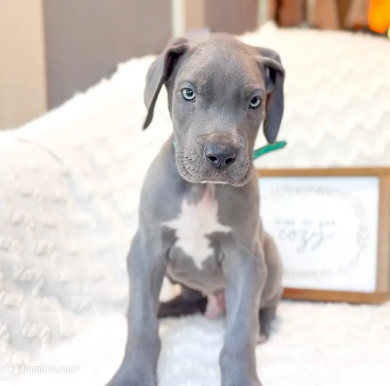 Dionis  – Great Dane puppy for sale in Fort Worth, TX