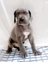 Thor, a male Great Dane for sale in Fort Worth, TX – 2 of 3