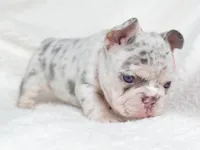 Sage Lilac Merle AKC, a female French Bulldog for sale in Fort Worth, TX – Photo 3 of 7