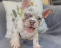 Sage Lilac Merle AKC, a female French Bulldog for sale in Fort Worth, TX – Photo 1 of 4