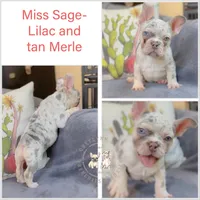 Sage Lilac Merle AKC, a female French Bulldog for sale in Fort Worth, TX – Photo 2 of 4