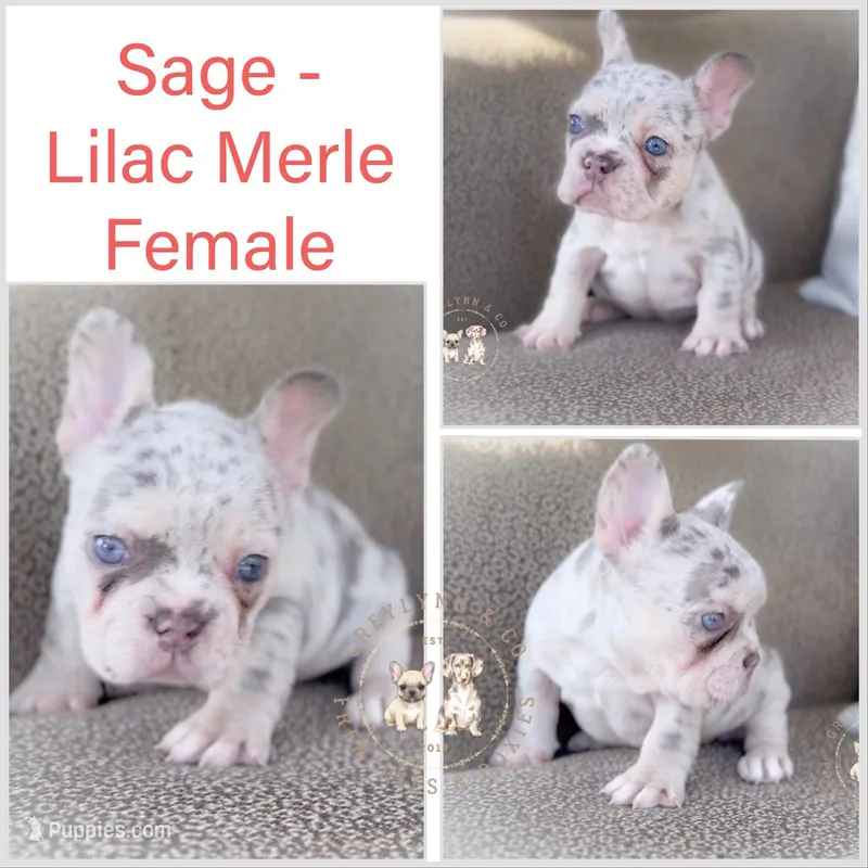 Sage Lilac Merle AKC – French Bulldog puppy for sale in Fort Worth, TX