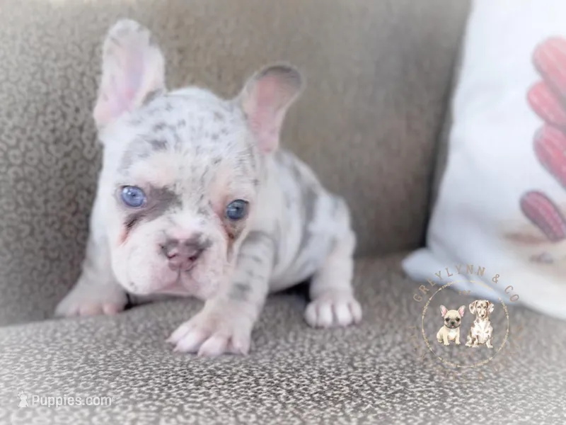 Sage Lilac Merle AKC – French Bulldog puppy for sale in Fort Worth, TX
