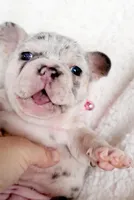 Sage Lilac Merle AKC, a female French Bulldog for sale in Fort Worth, TX – Photo 7 of 7