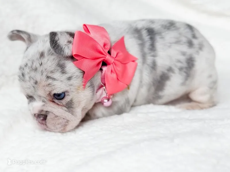 Sage Lilac Merle AKC