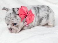 Sage Lilac Merle AKC, a female French Bulldog for sale in Fort Worth, TX – Photo 1 of 7