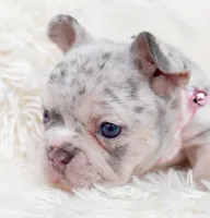 Sage Lilac Merle AKC, a female French Bulldog for sale in Fort Worth, TX – Photo 6 of 7