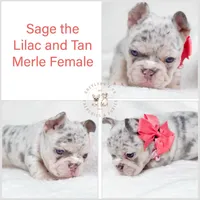 Sage Lilac Merle AKC, a female French Bulldog for sale in Fort Worth, TX – Photo 2 of 7