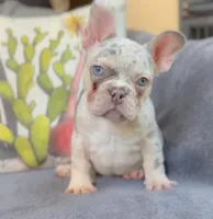 Sage Lilac Merle AKC, a female French Bulldog for sale in Fort Worth, TX – Photo 3 of 4