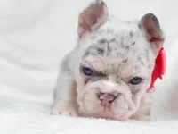 Sage Lilac Merle AKC, a female French Bulldog for sale in Fort Worth, TX – Photo 4 of 7